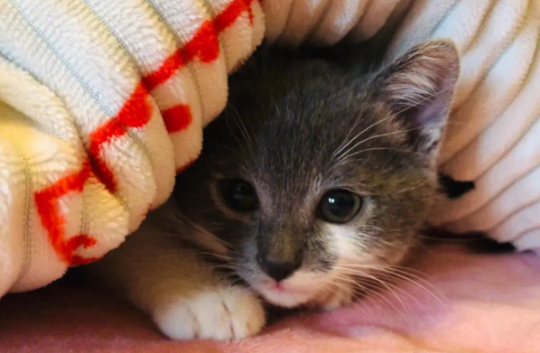 猫太肥怎么办?家猫太胖了怎么办? 猫太肥怎么办?家猫太胖了怎么办?