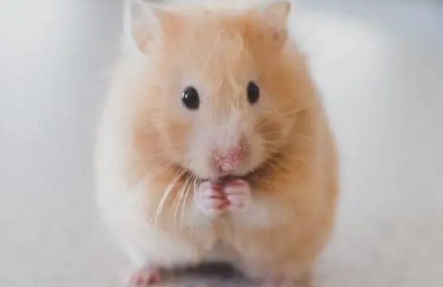 仓鼠眼睛发炎了怎么办? 仓鼠眼睛发炎了怎么办?
