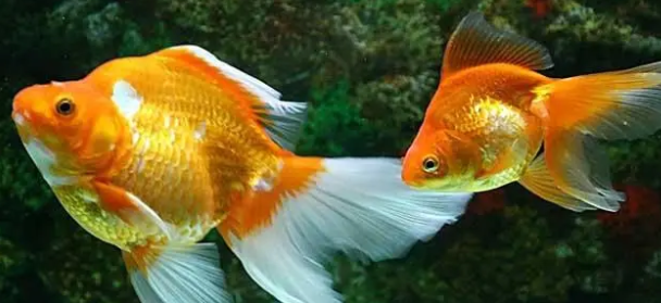金鱼多大可以繁殖啊