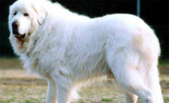 大白熊犬如何喂养?幼犬喝牛奶容易引起拉稀 大白熊犬如何喂养?幼犬喝牛奶容易引起拉稀