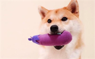 柴犬不能吃什么？这些食物柴犬一定不能吃？
