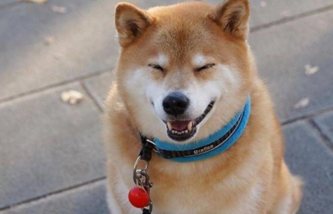 柴犬会在窝里拉屎吗?如何训练柴犬定点上厕所? 柴犬会在窝里拉屎吗?如何训练柴犬定点上厕所?