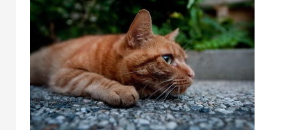 猫咪不拉屎怎么办?两个月猫咪不拉屎怎么办? 猫咪不拉屎怎么办?两个月猫咪不拉屎怎么办?