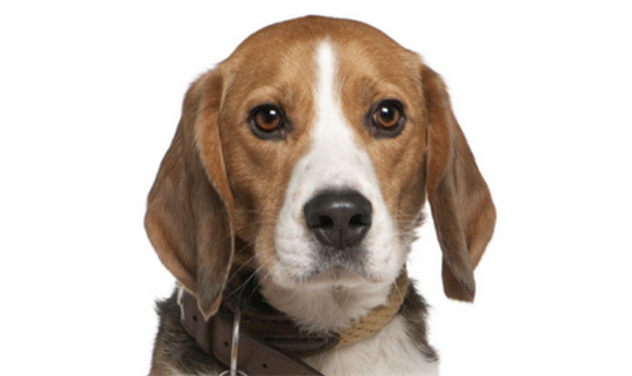 如何防止比格犬咬东西？