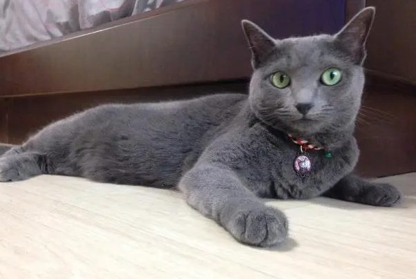俄罗斯蓝猫多少钱一只