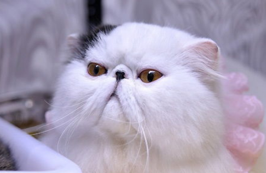 波斯猫的眼睛特点? 波斯猫的眼睛特点?