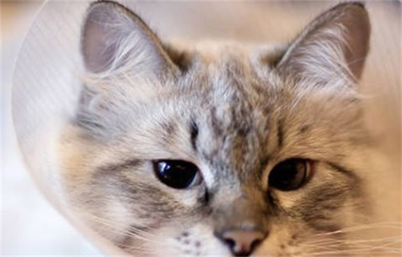 猫咪驱虫药量吃多了怎么办? 猫咪驱虫药量吃多了怎么办?