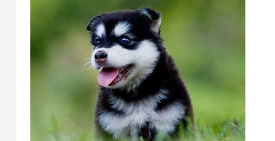 哈士奇幼犬拉稀怎么办？