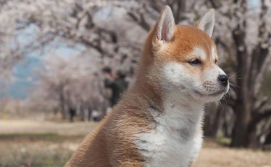 柴犬一个眼睛流眼泪 柴犬流眼泪的原因 柴犬一个眼睛流眼泪 柴犬流眼泪的原因