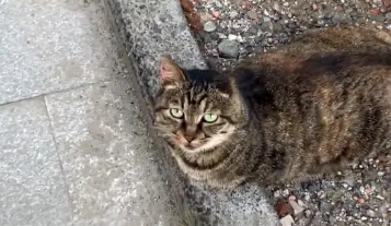 偶遇流浪猫拦路，看清它的模样后心疼不已，它的前腿和耳朵去哪了