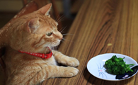 猫咪为什么喜欢舔兰花