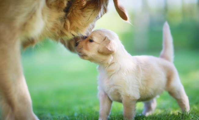 母犬产后低血钙怎么办？“产后低钙血症”是怎么回事？