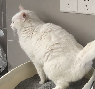 猫咪尿闭没钱治疗怎么办啊？