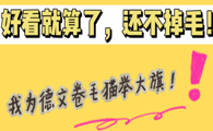 好看就算了,还不掉毛!养德文卷毛猫不亏!