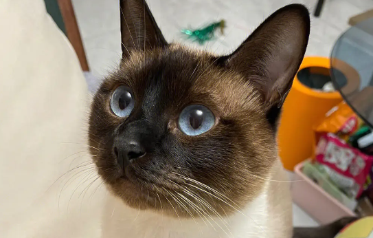 暹罗猫多久洗一次澡?给暹罗猫洗澡需要注意哪些? 暹罗猫多久洗一次澡?给暹罗猫洗澡需要注意哪些?