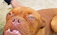 大嘴巴狗图片大型犬