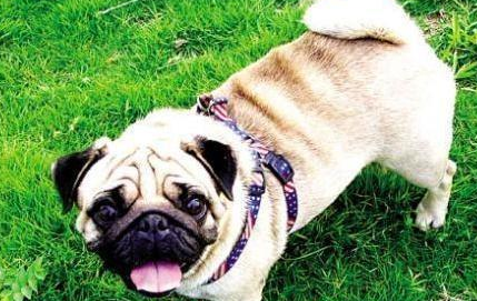 巴哥犬夏季修剪毛发产生危害的原因是什么?不妨来看看吧 巴哥犬夏季修剪毛发产生危害的原因是什么?不妨来看看吧