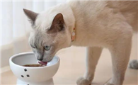 猫舔到爱沃克会怎么样啊？