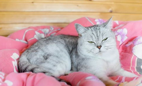 猫咪流鼻涕鼻塞怎么办?猫咪流鼻涕了? 猫咪流鼻涕鼻塞怎么办?猫咪流鼻涕了?