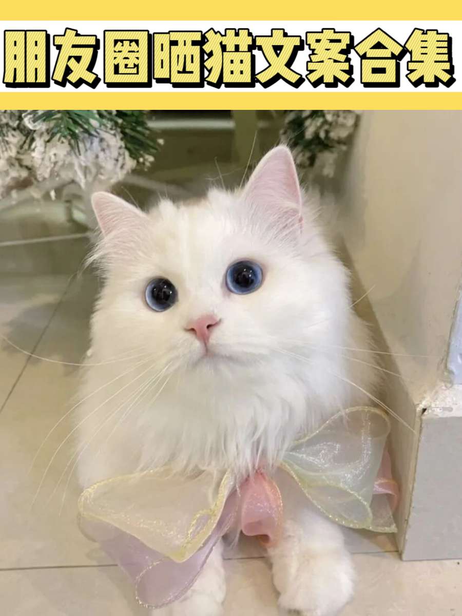 朋友圈晒猫咪能用什么文案?铲屎官们收好! 朋友圈晒猫咪能用什么文案?铲屎官们收好!