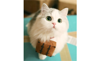 猫吐毛球怎么办？猫吐毛球怎么办？