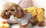 petstyle宠物衣服怎么样