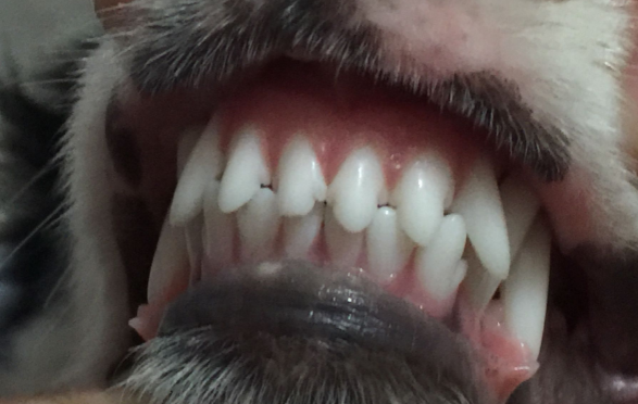 狗狗牙结石的危害！