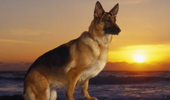 德国牧羊犬如何饲养 保证德国牧羊犬的营养需求 德国牧羊犬如何饲养 保证德国牧羊犬的营养需求