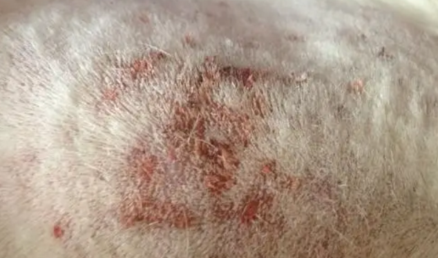 狗狗长麦粒肿怎么办？