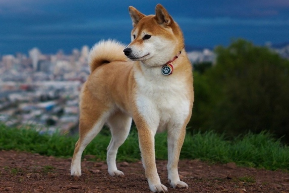 柴犬眼睛什么颜色的？纯种柴犬有哪些特征？