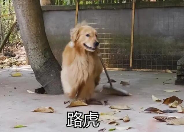 网上很火的第一小狗