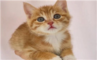 土猫适合当宠物吗为什么