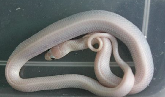 白色的宠物蛇,是什么?