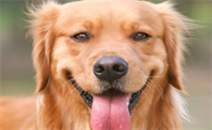 金毛犬的奔跑速度是多少