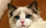 布偶猫的毛会变色吗？布偶猫变色原来这么神奇