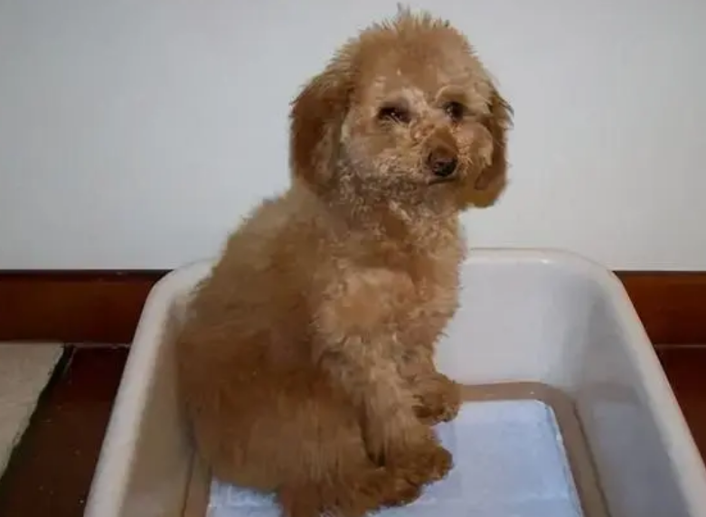 泰迪狗狗训练大小便