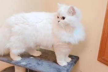 长毛猫拉屎总粘毛怎么办?铲屎官看过来 长毛猫拉屎总粘毛怎么办?铲屎官看过来