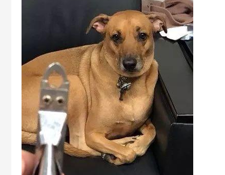 怎么给吉娃娃犬剪指甲?吉娃娃指甲留多长? 怎么给吉娃娃犬剪指甲?吉娃娃指甲留多长?