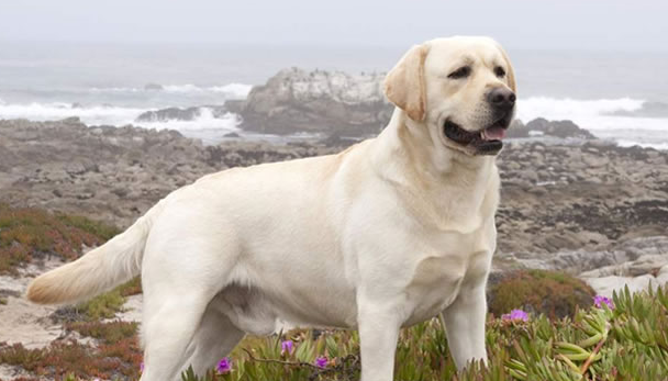 拉布拉多犬的优缺点有哪些 拉布拉多犬的优缺点有哪些