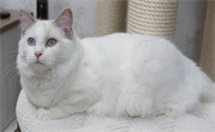 布偶猫赛级是什么意思？赛级布偶猫原来不是最漂亮的！