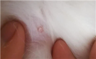 公猫肚子上有凸起的小肉粒是什么啊