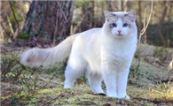 布偶猫会掉毛吗？布偶猫掉毛这种应对方法最有效！