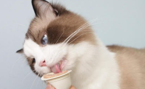 心然猫零食怎么样