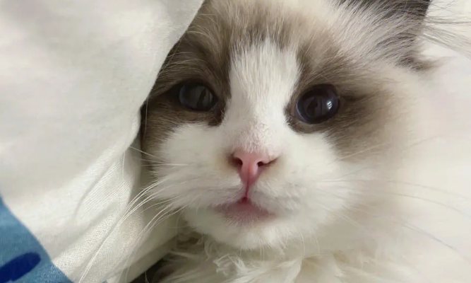 布偶猫和矮脚猫选哪个？这么选就对了！