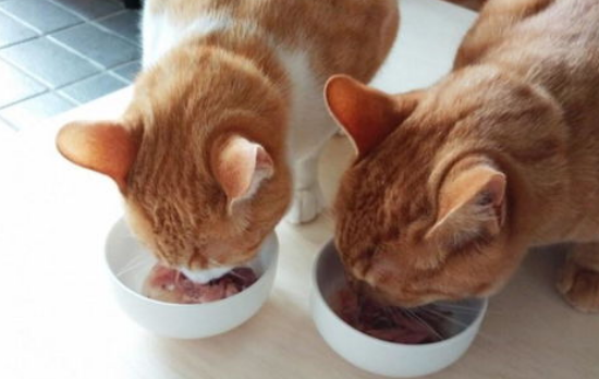 为什么有的猫咪会把食物从碗里叼走? 为什么有的猫咪会把食物从碗里叼走?