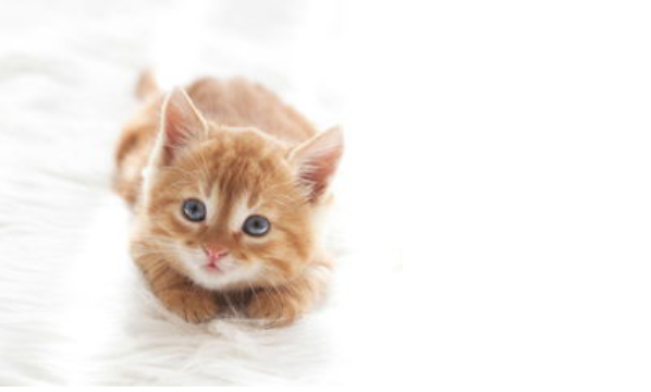 猫喝水少怎么办？猫咪喝水少咋办？