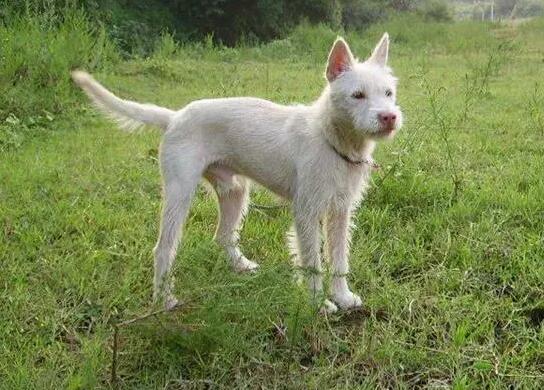 下司犬几个月变凶