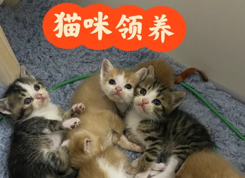 深圳猫网会员如何注册