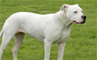 杜高犬性格特征是什么