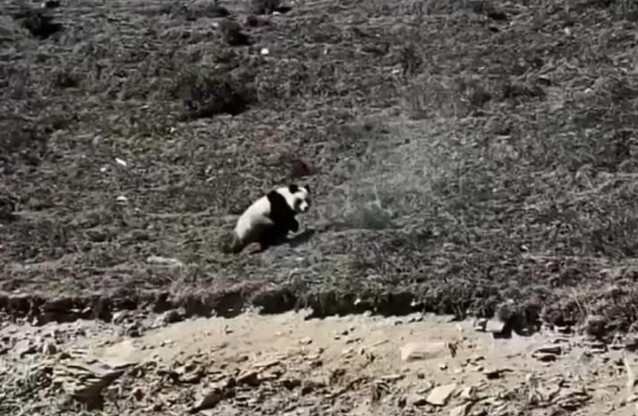 青海出现野生大熊猫?网传视频疑点多 青海出现野生大熊猫?网传视频疑点多